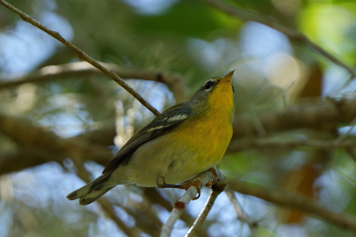 Northern Parula - ML622947166