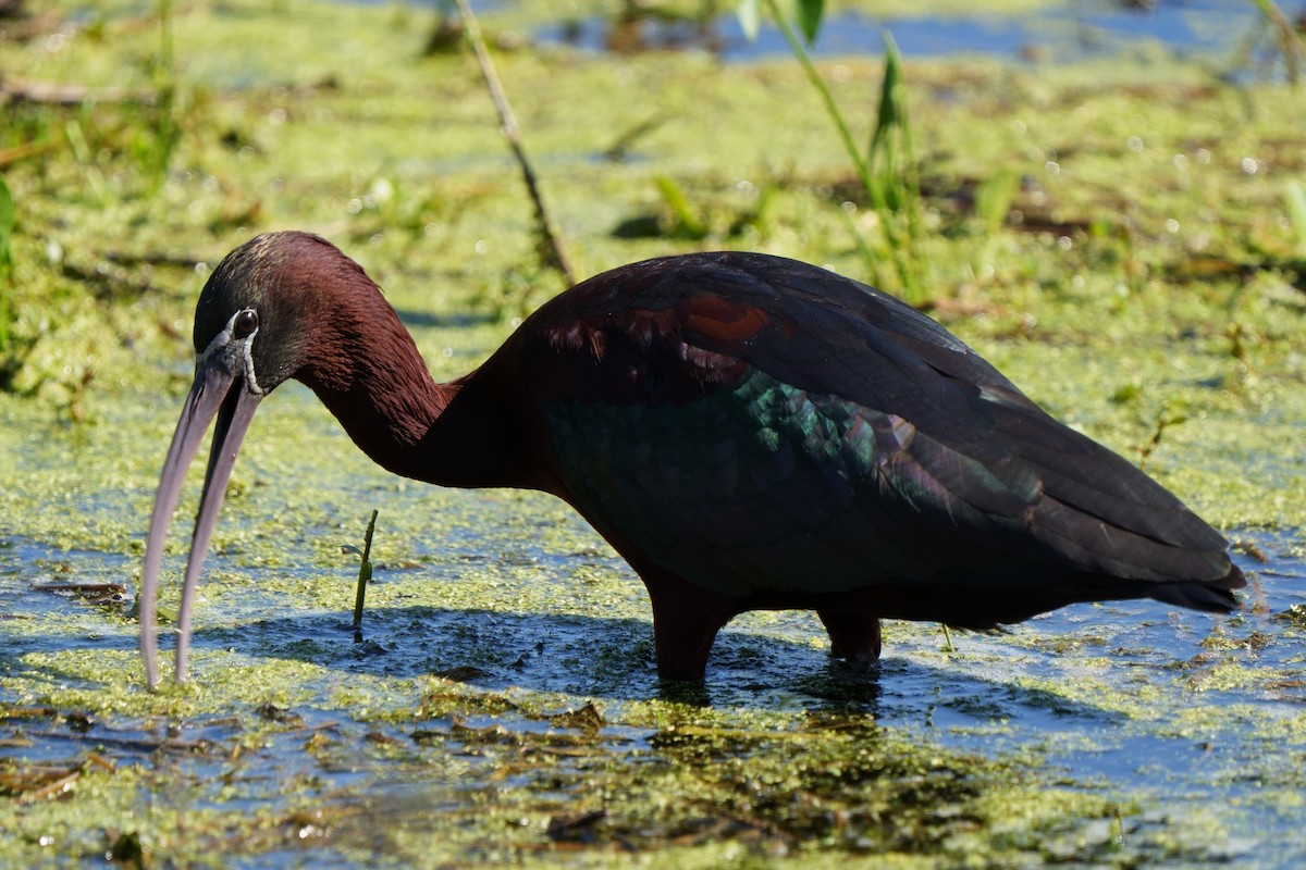 Glossy Ibis - ML622947189