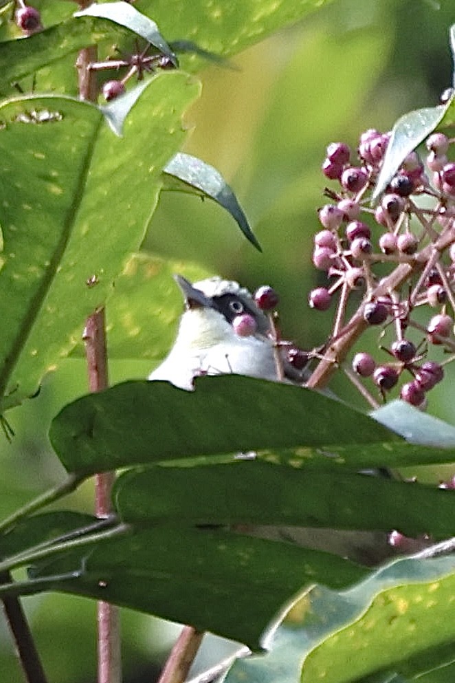 Flores White-eye - ML622947202