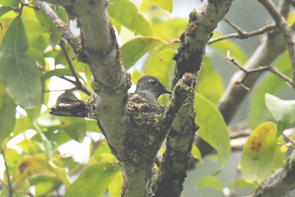 Scaly-breasted Hummingbird - Kyle Gardiner