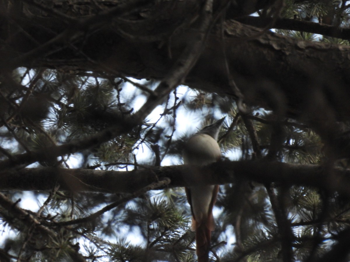 Indian Paradise-Flycatcher - ML622947212