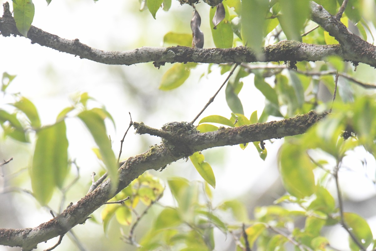 Scaly-breasted Hummingbird - ML622947224