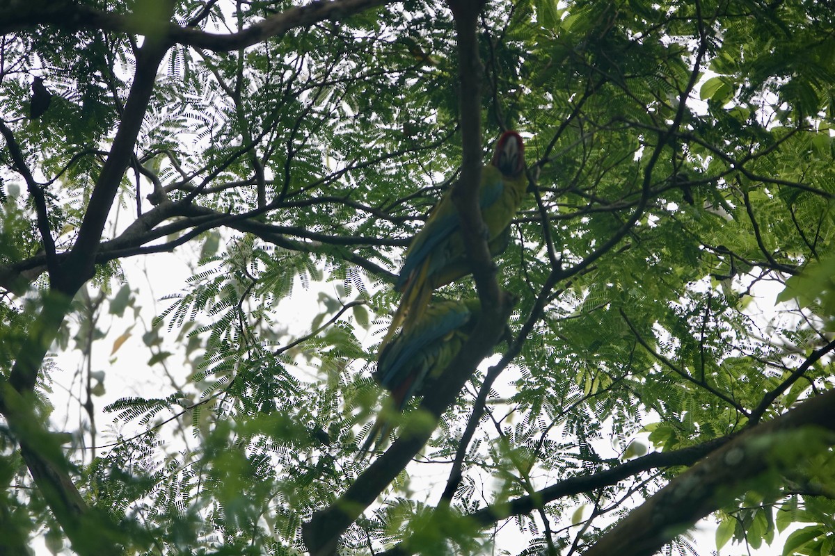 Great Green Macaw - ML622947238