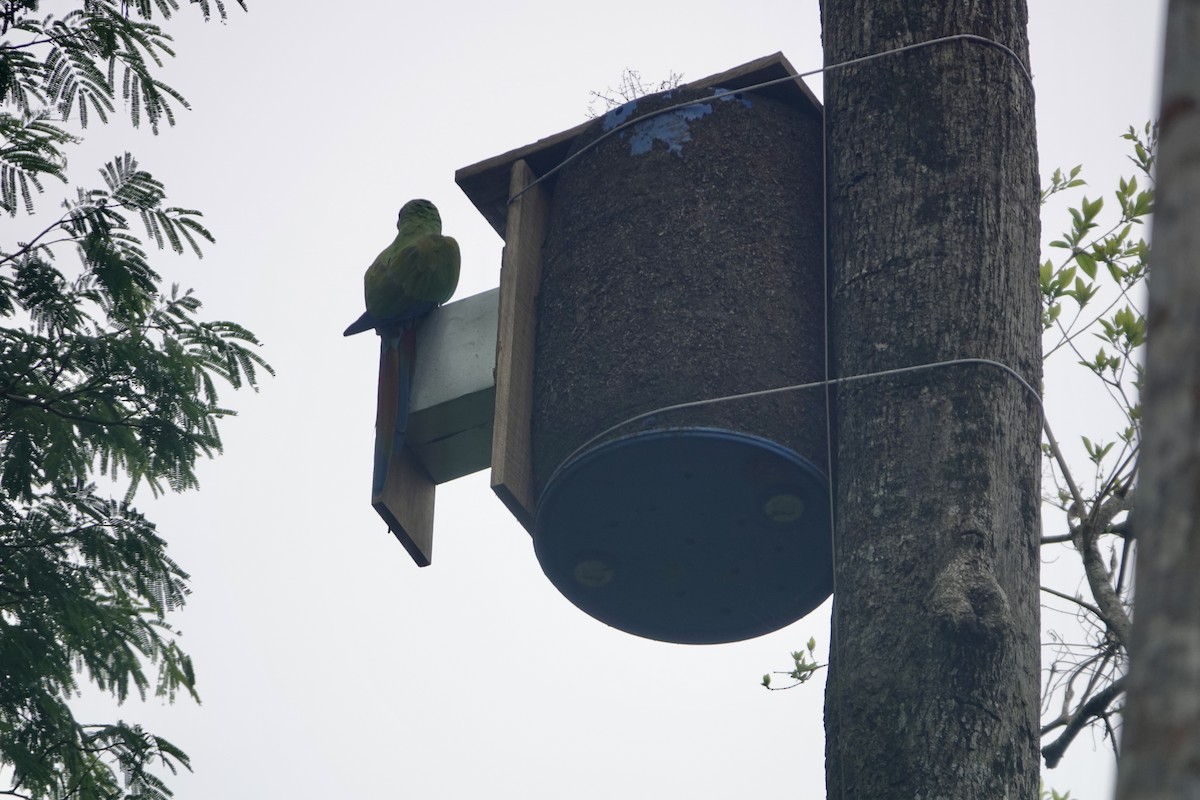 Great Green Macaw - ML622947255