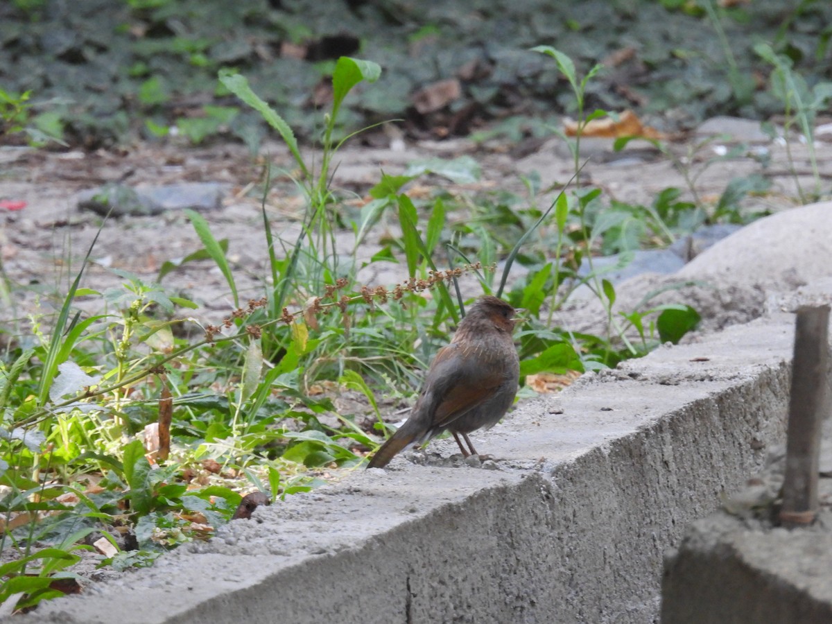 Streaked Laughingthrush - ML622947292