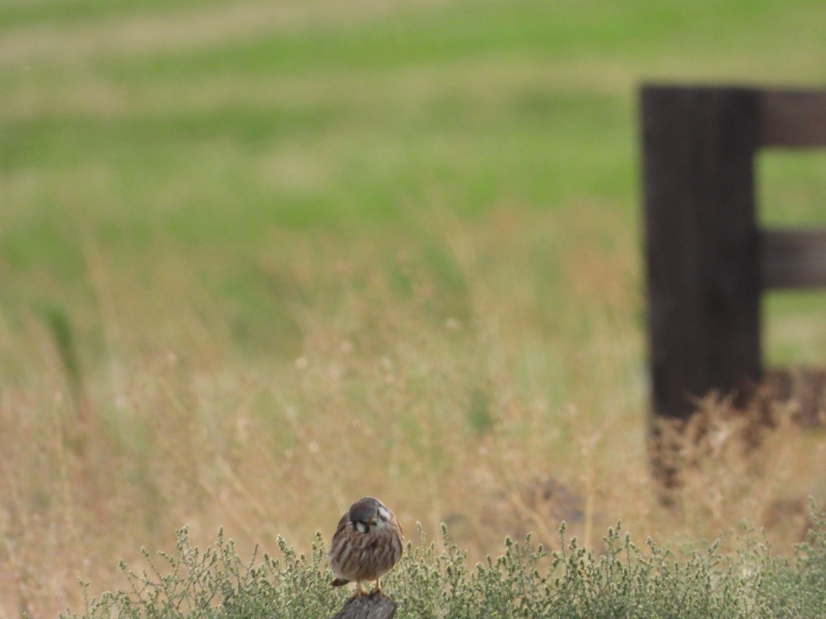 American Kestrel - ML622947306