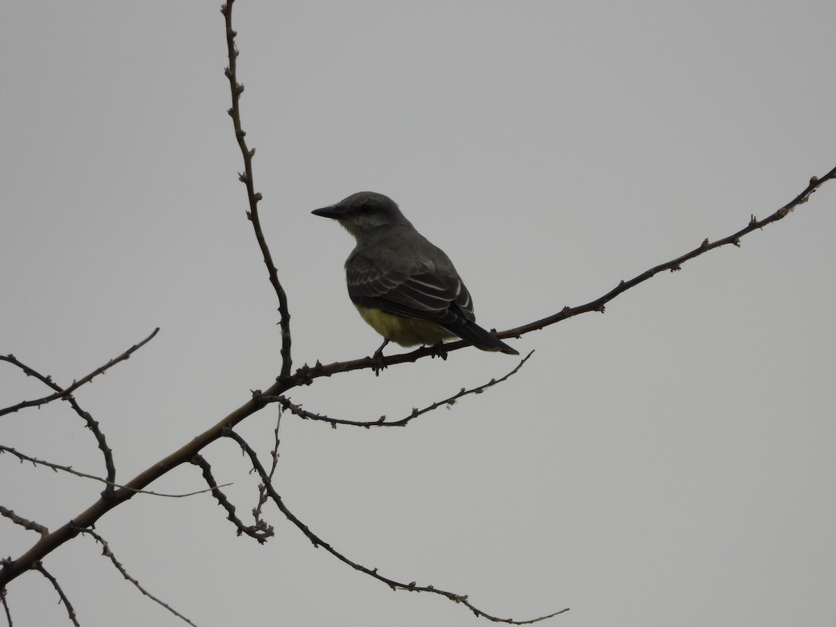 Western Kingbird - Mason Jeffries