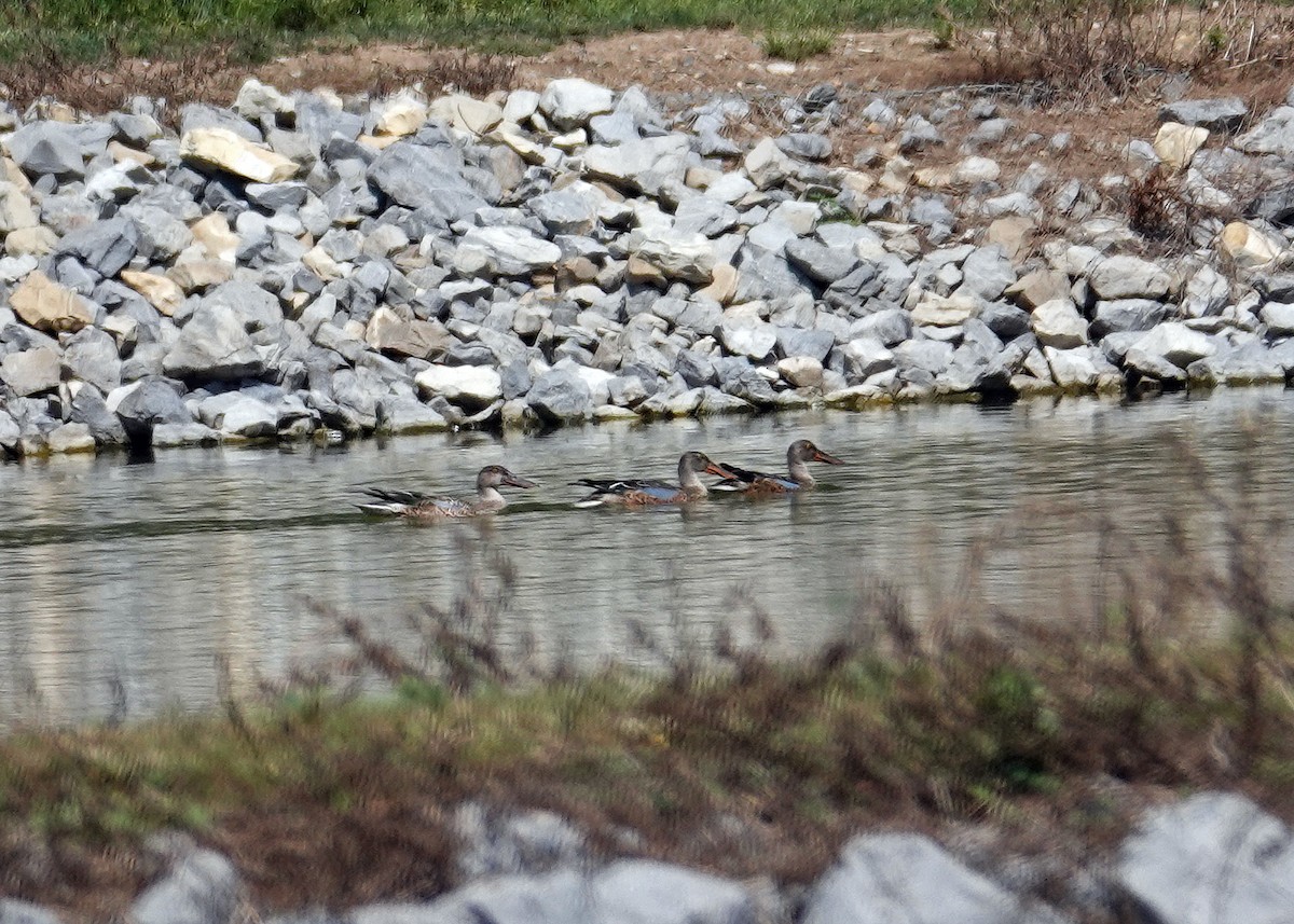 Northern Shoveler - ML622947345