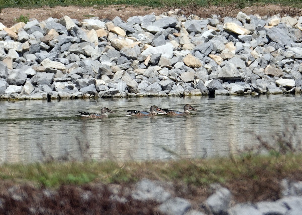 Northern Shoveler - ML622947346