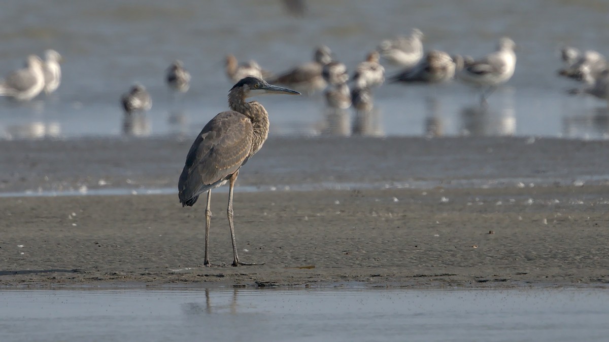 Great Blue Heron - ML622947382