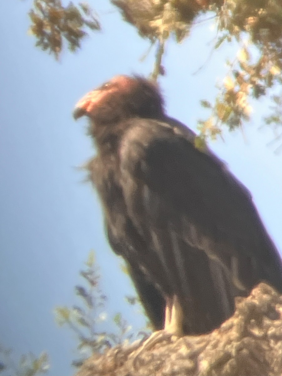 California Condor - ML622947389