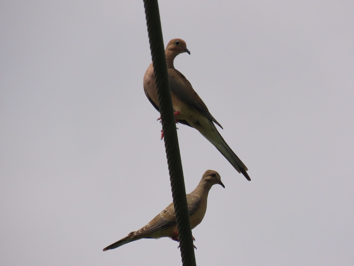 Mourning Dove - ML622947391