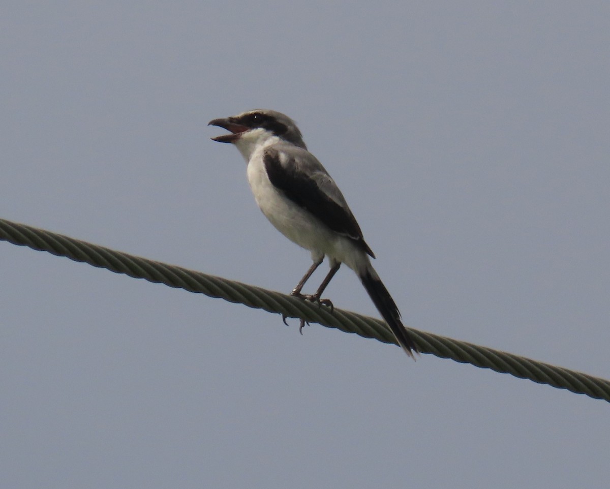 Loggerhead Shrike - ML622947398