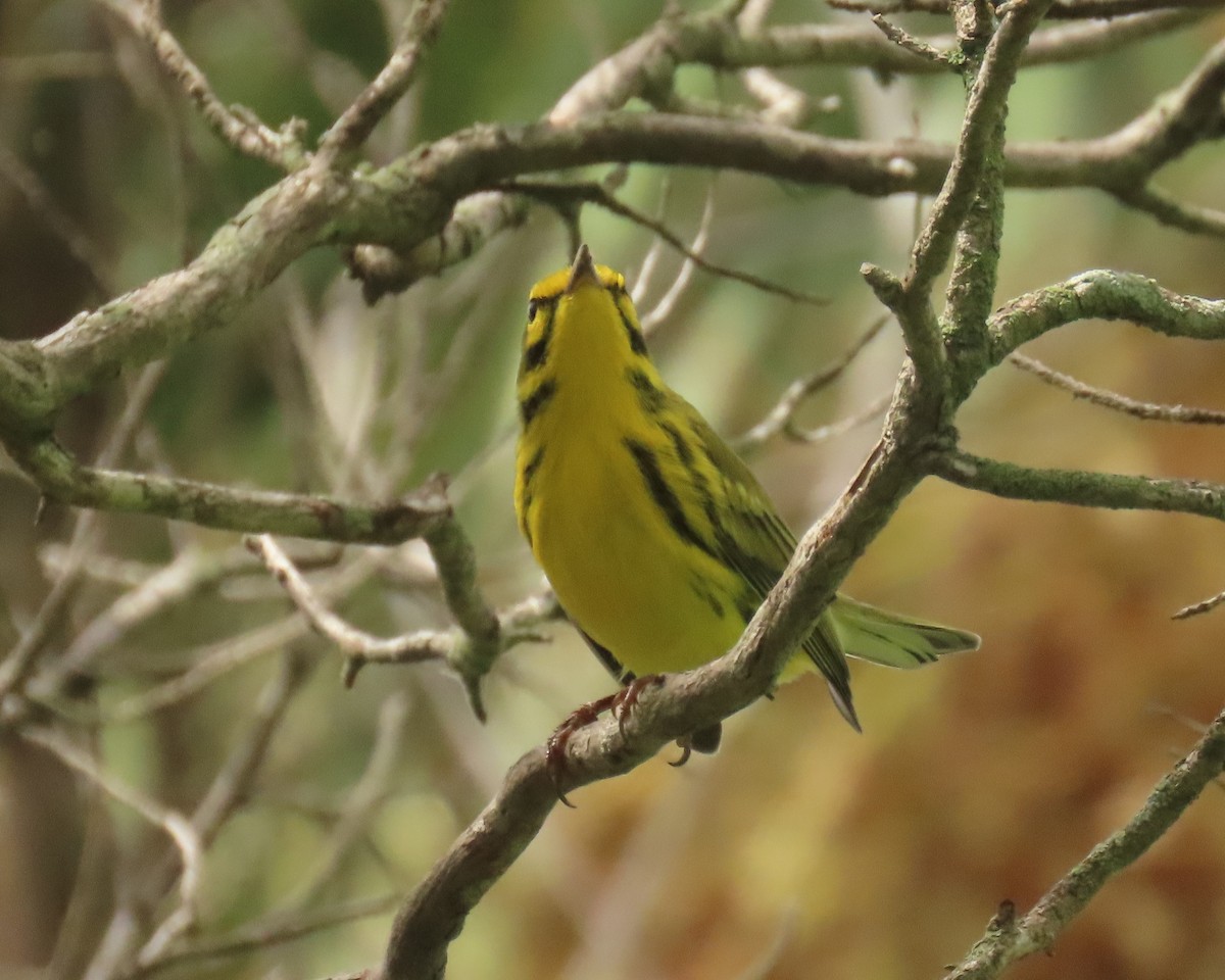Prairie Warbler - ML622947410