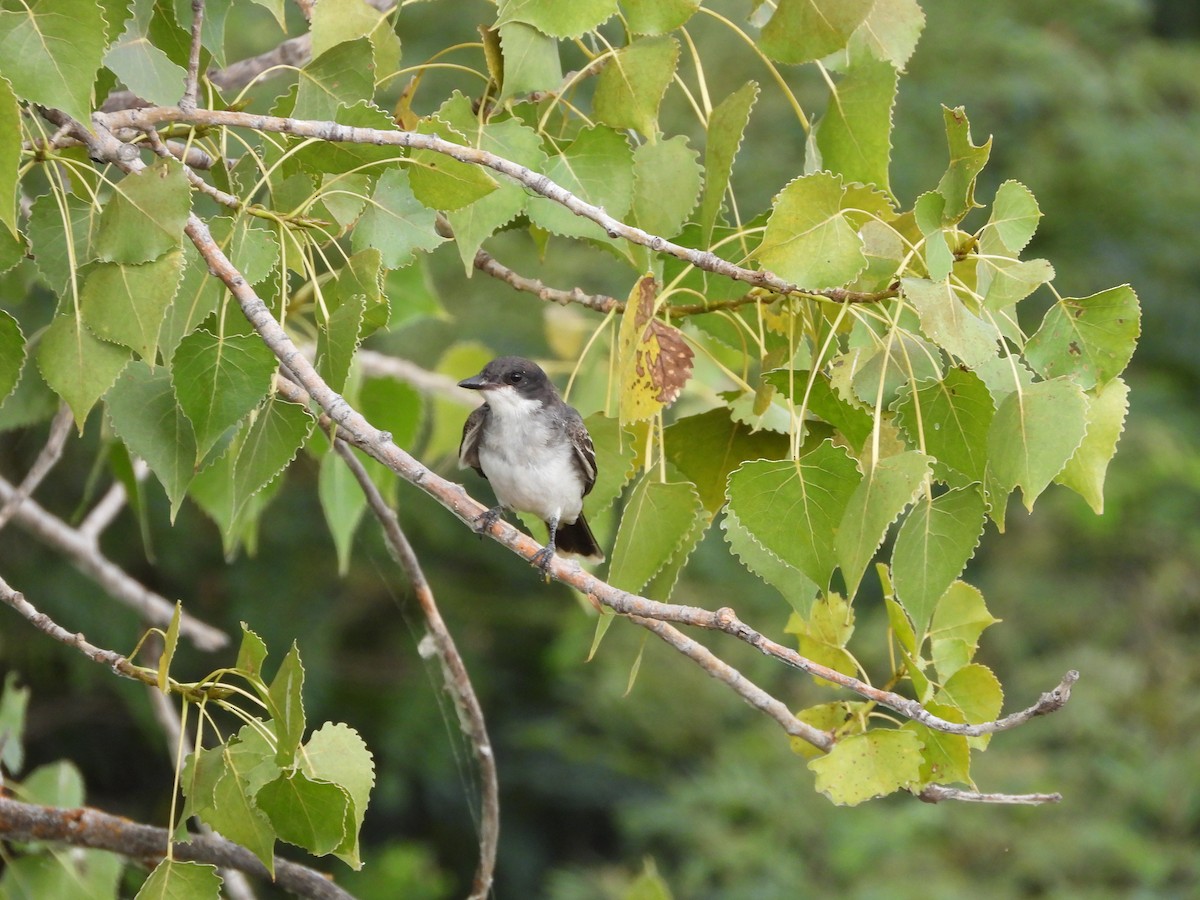 Eastern Kingbird - ML622947411