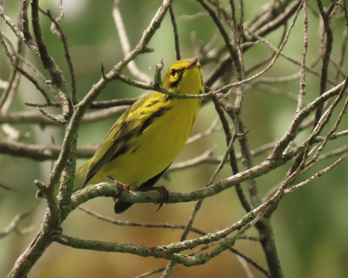 Prairie Warbler - ML622947412