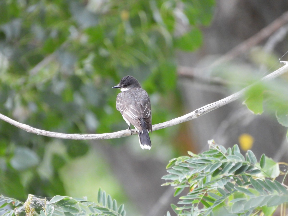 Eastern Kingbird - ML622947413