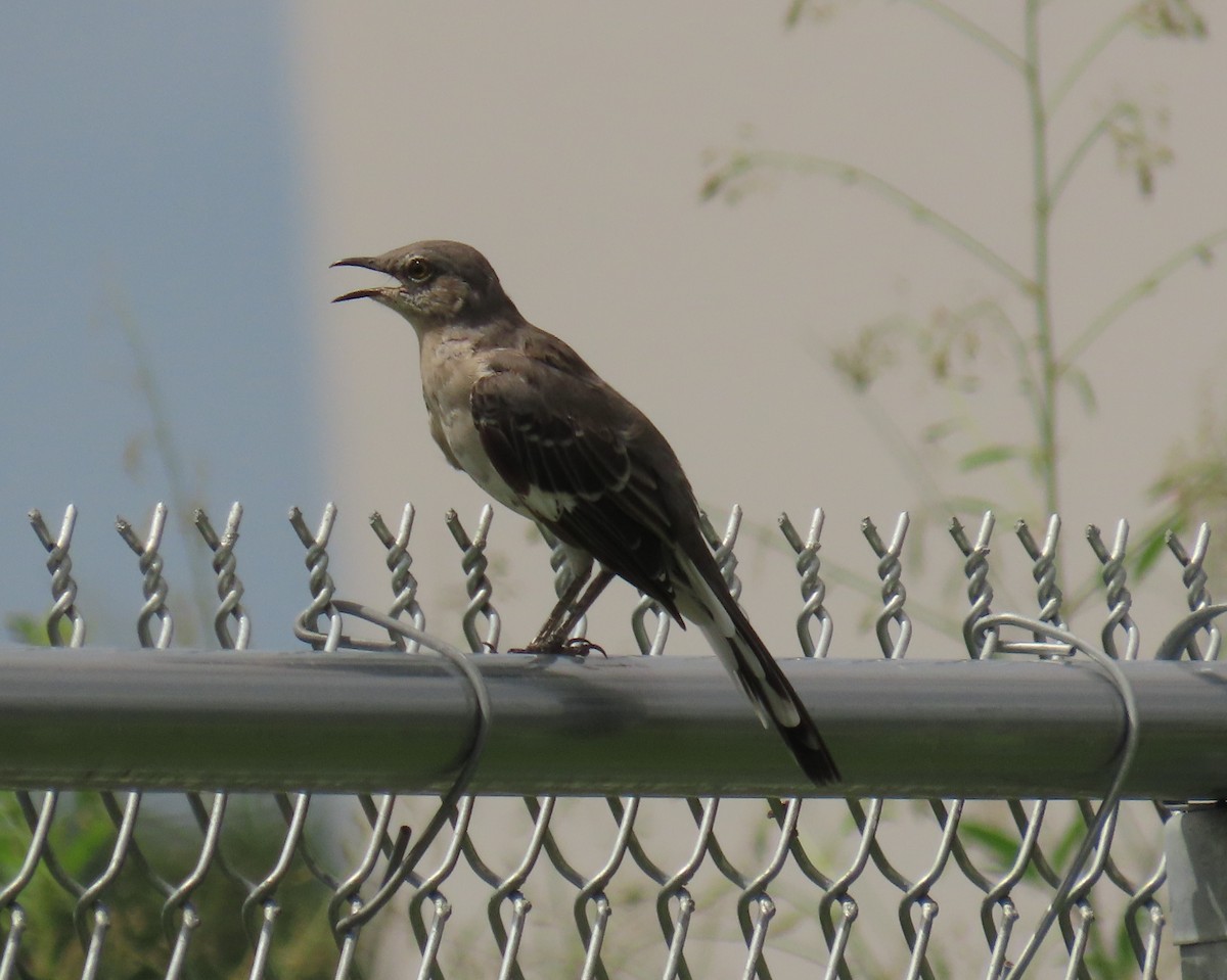 Northern Mockingbird - ML622947426