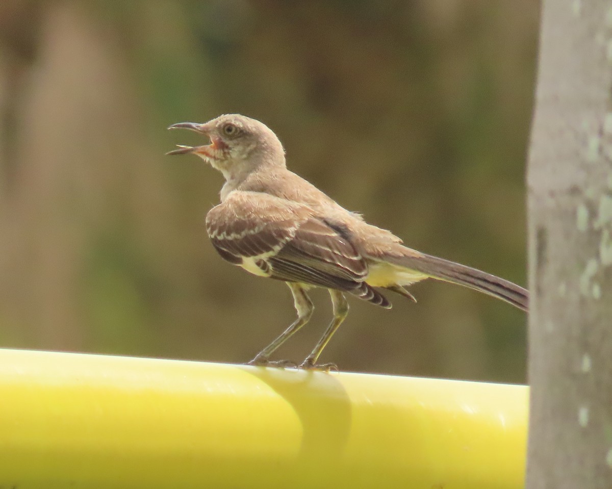Northern Mockingbird - ML622947427