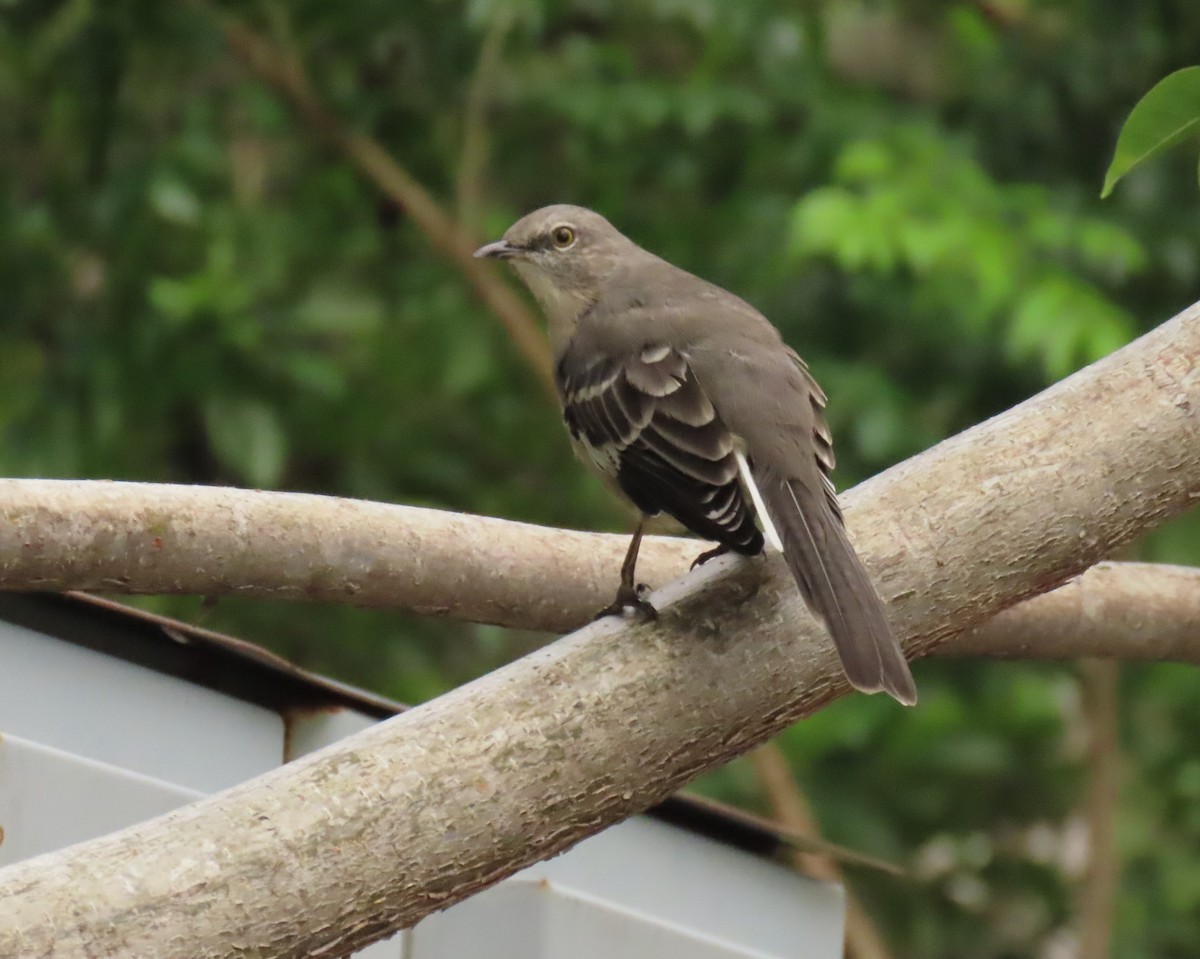 Northern Mockingbird - ML622947428