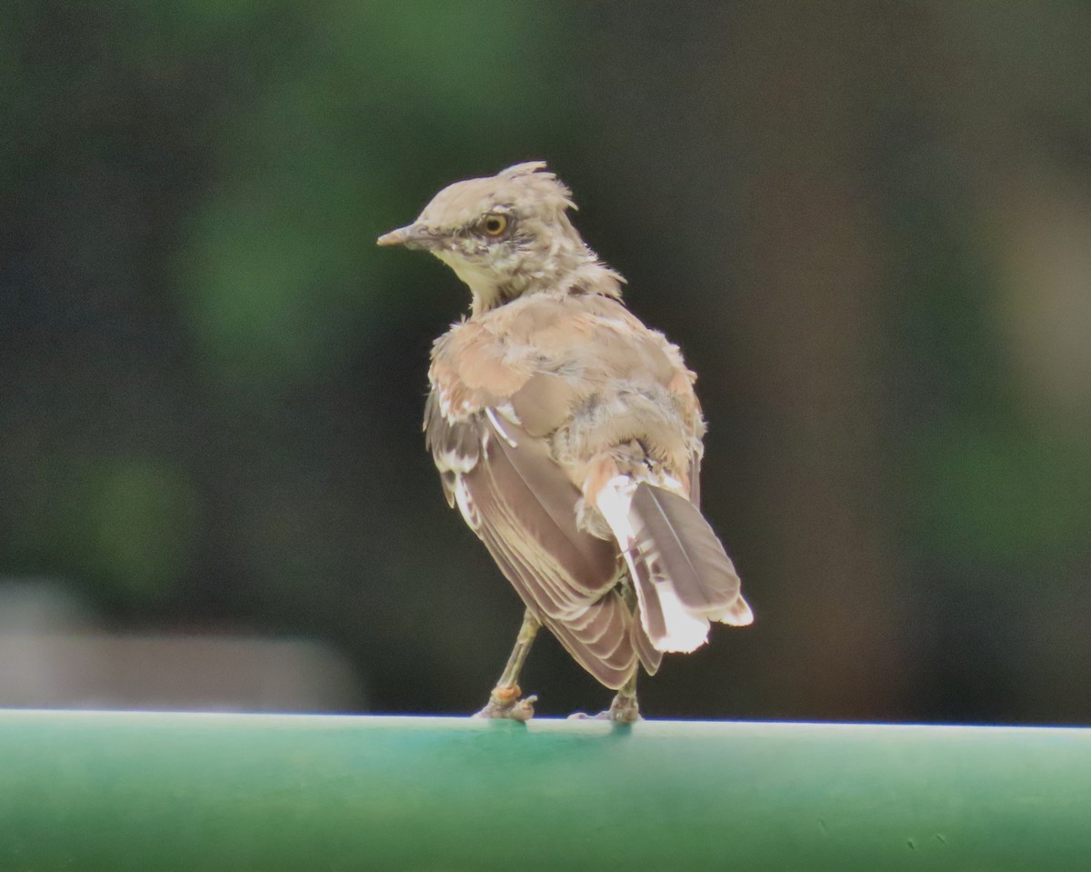 Northern Mockingbird - ML622947429
