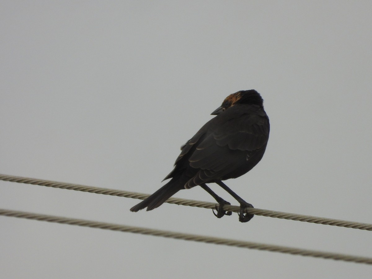 Yellow-headed Blackbird - ML622947466