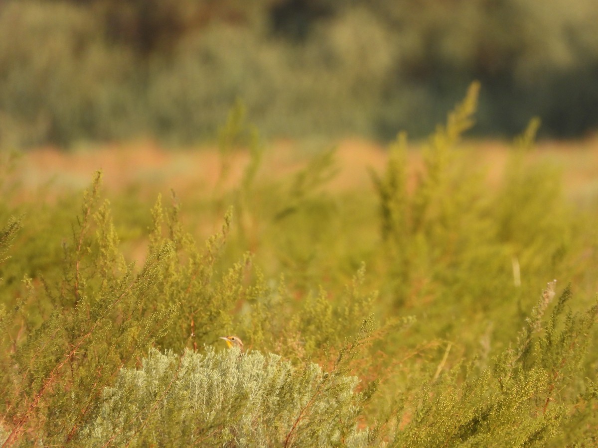 Western Meadowlark - ML622947476