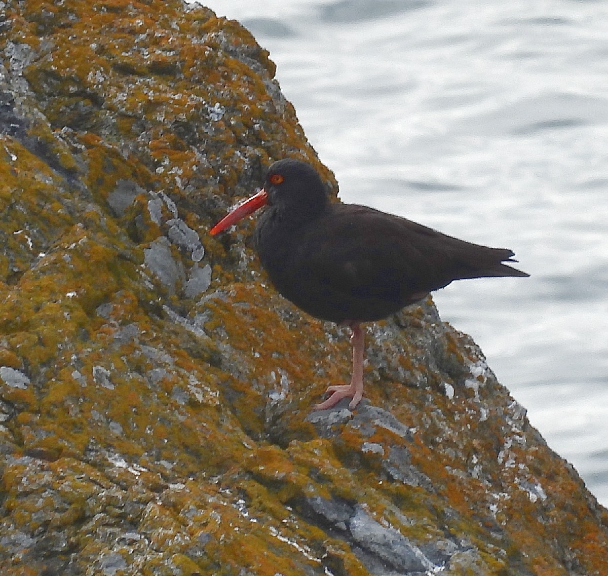 Black Oystercatcher - ML622947488