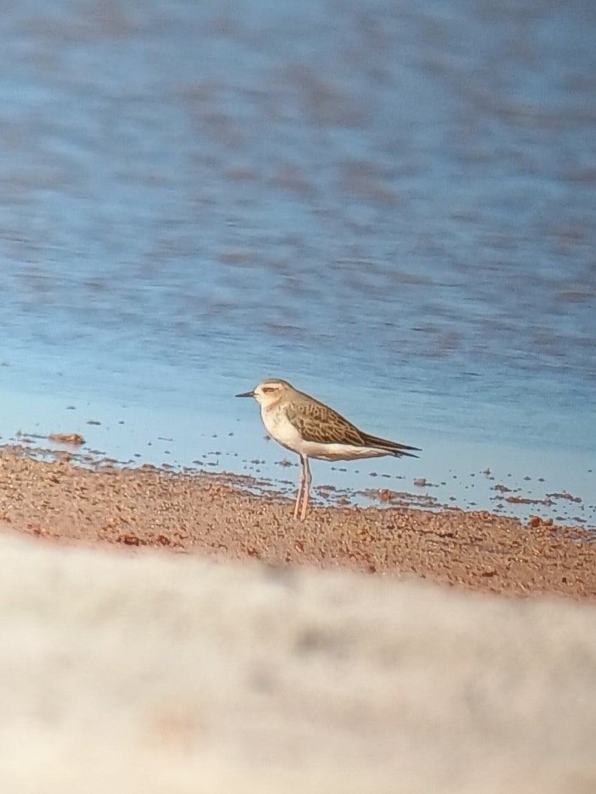 Oriental Plover - Alfred & Hidi Lau