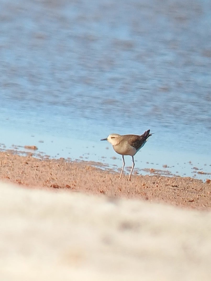 Oriental Plover - ML622947502