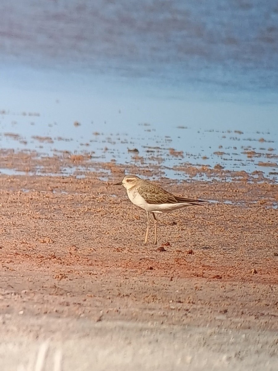 Oriental Plover - ML622947503