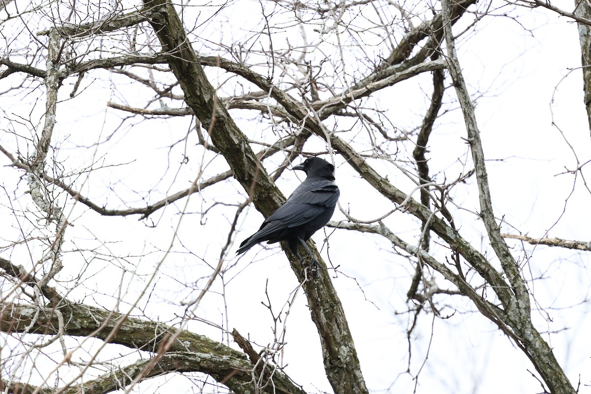 American Crow - ML622947547