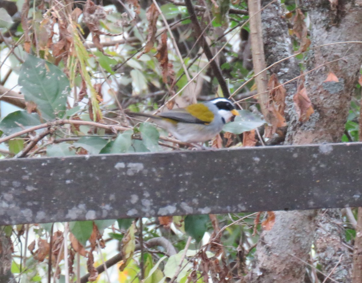 Moss-backed Sparrow - ML622947562