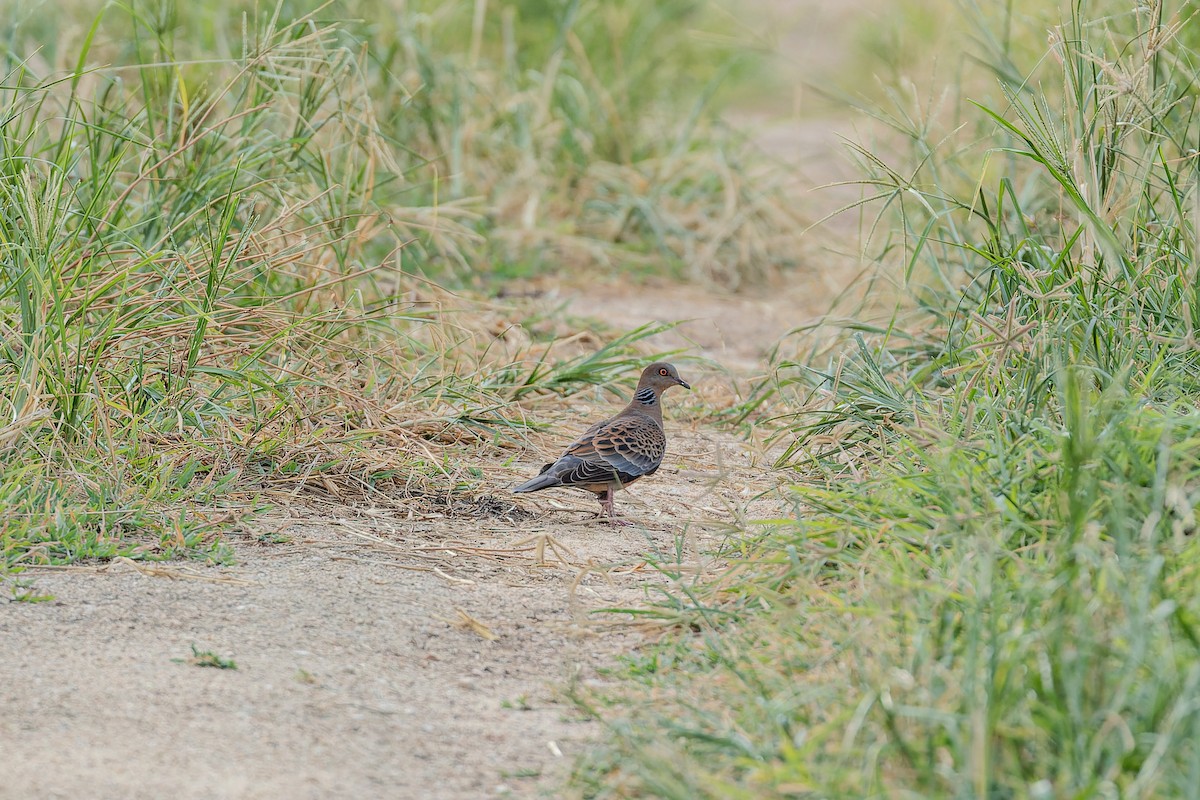 Oriental Turtle-Dove - ML622947586