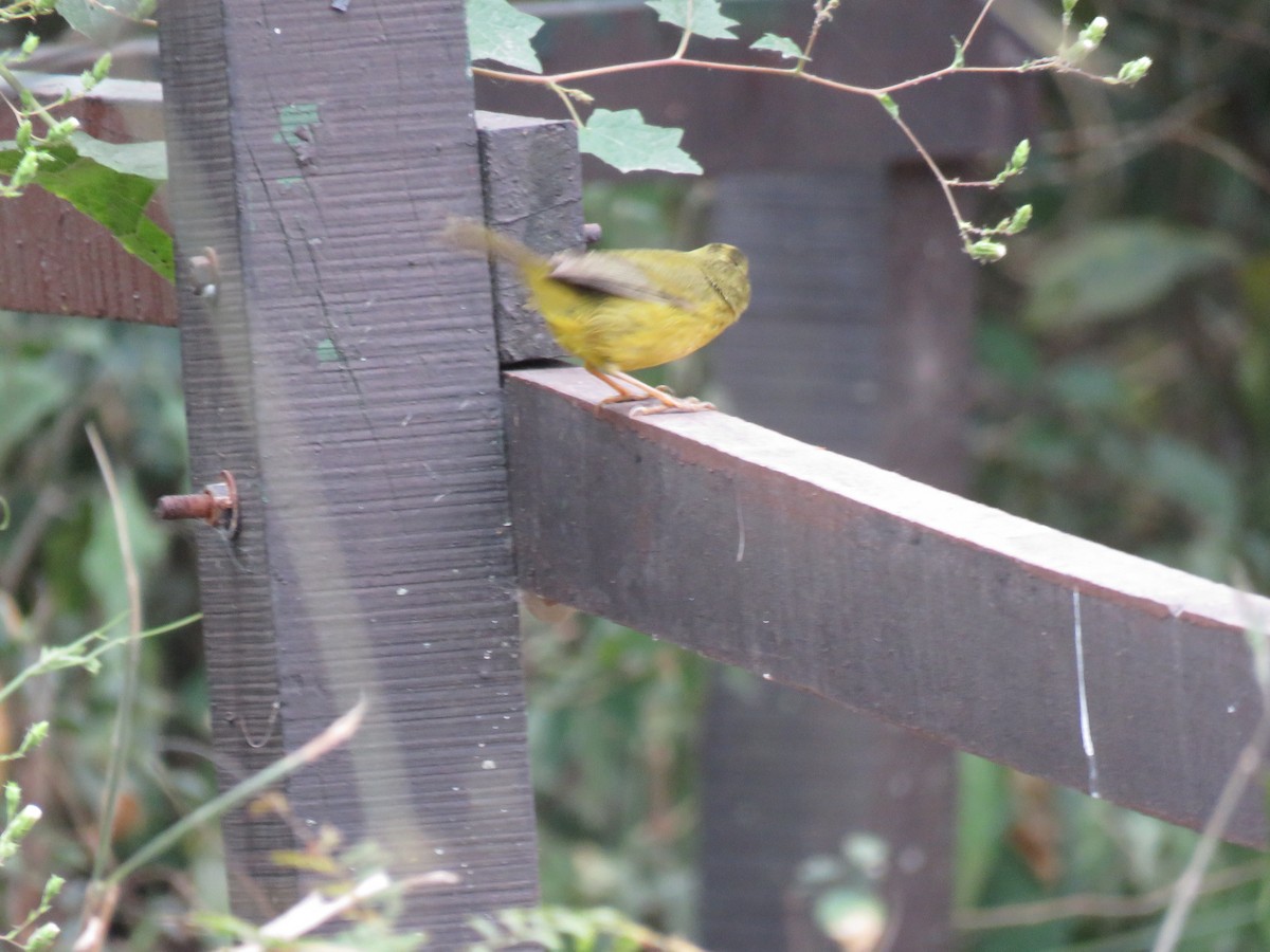 Two-banded Warbler - ML622947607