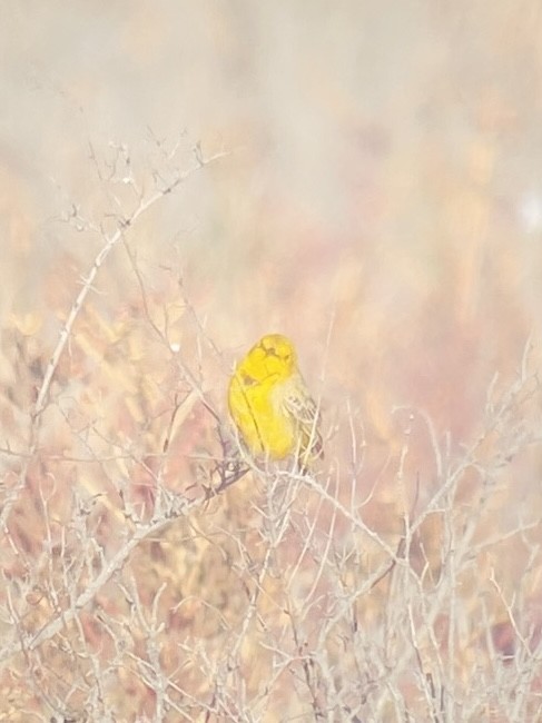 Yellow Chat - ML622947610