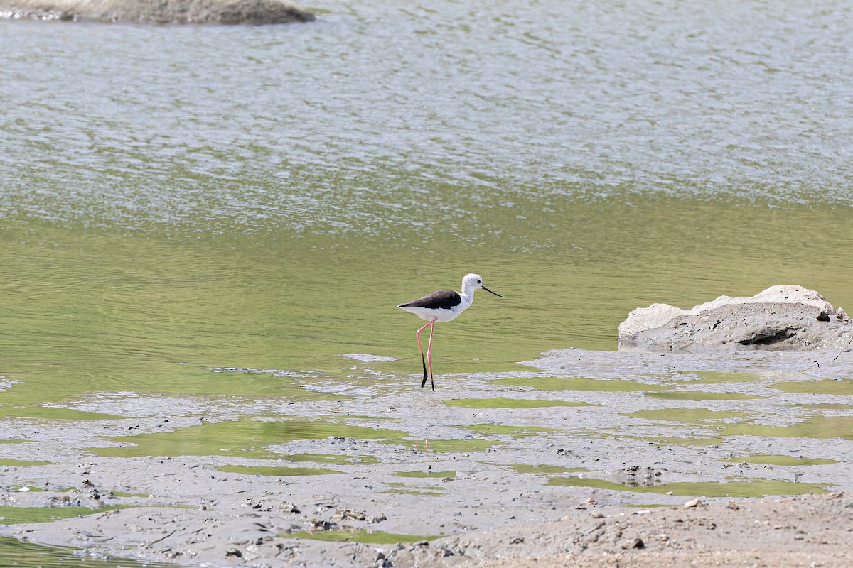 Black-winged Stilt - ML622947651