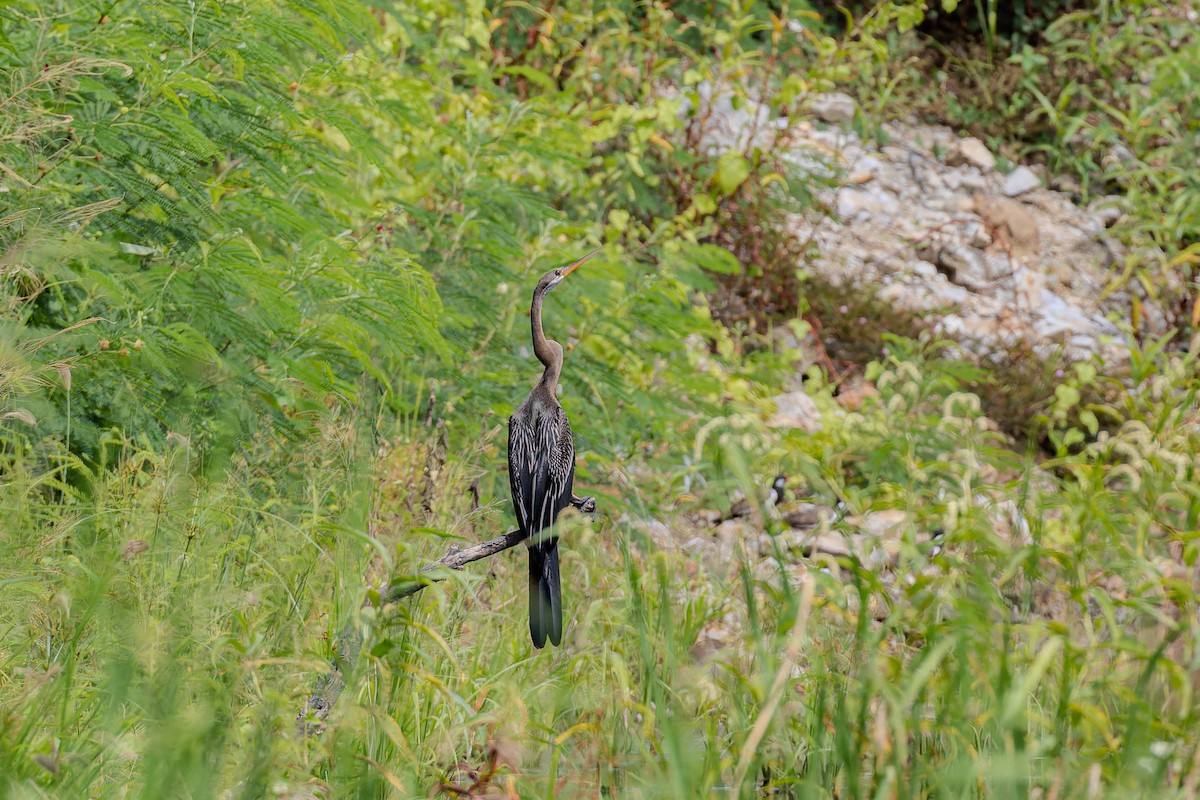 Oriental Darter - ML622947657