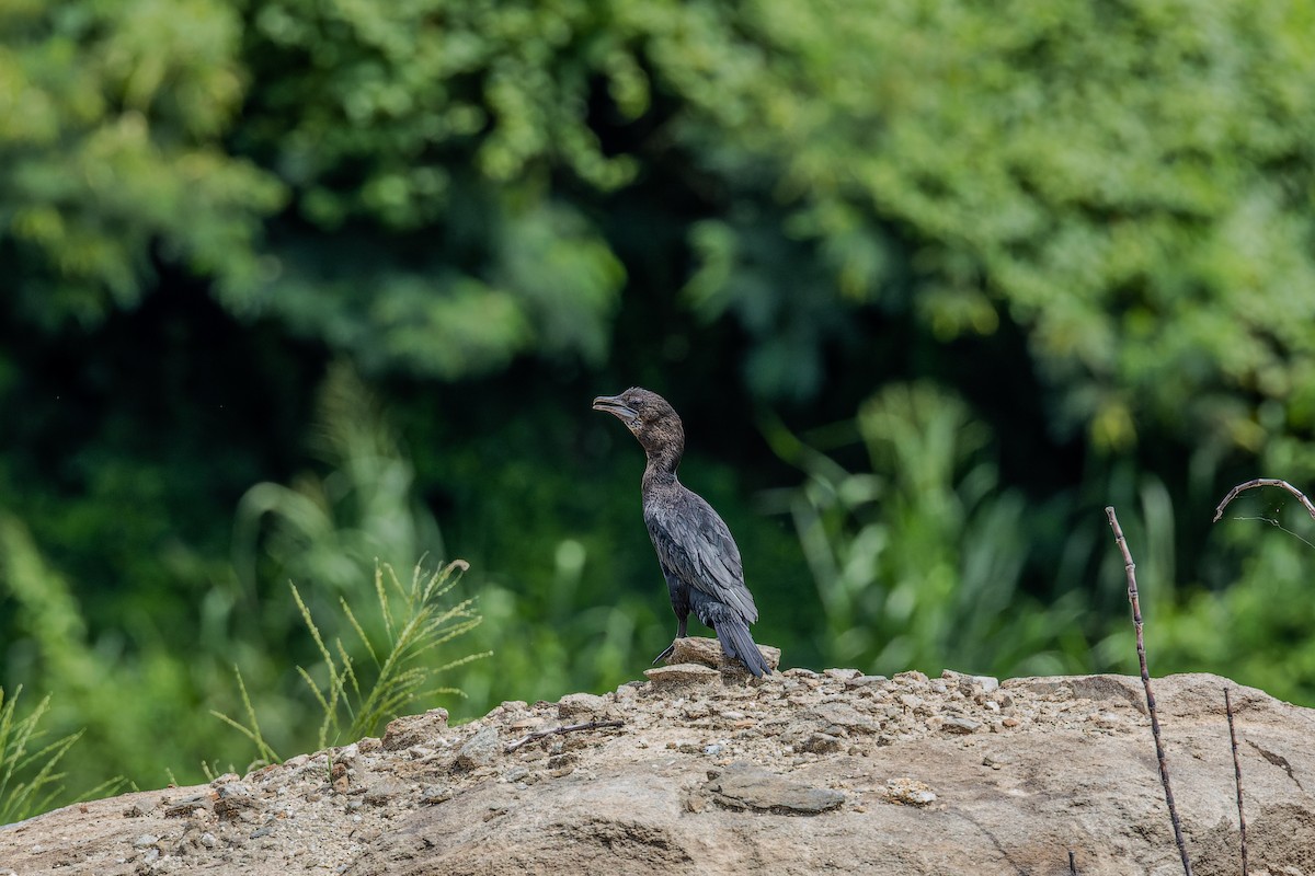 Little Cormorant - ML622947666