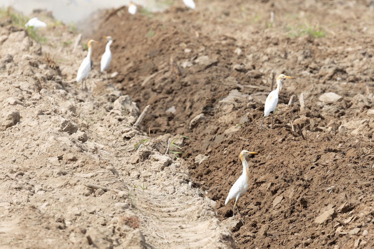 Eastern Cattle Egret - ML622947674