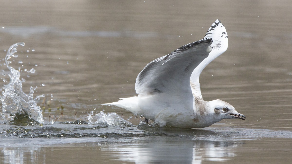 Andean Gull - ML622947676