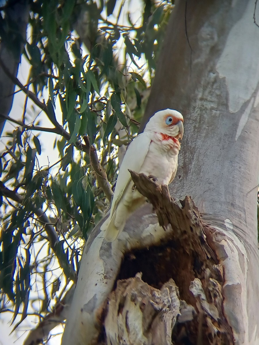 Cacatoès nasique - ML622947784