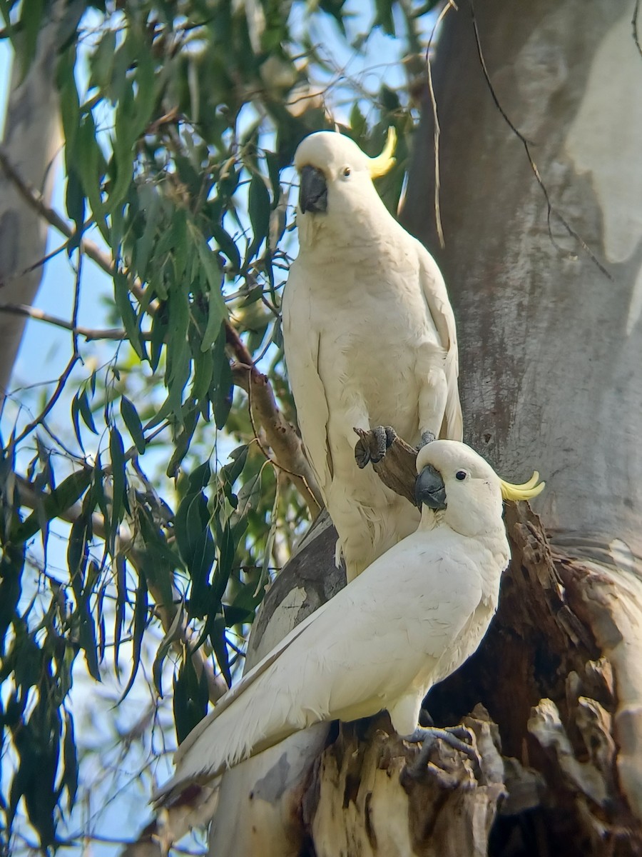 Cacatoès à huppe jaune - ML622947804