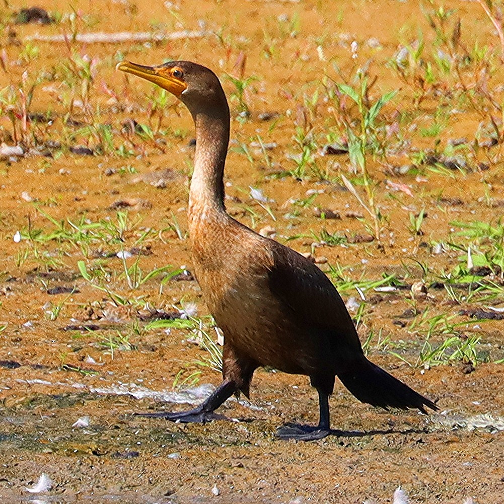 Double-crested Cormorant - ML622947815