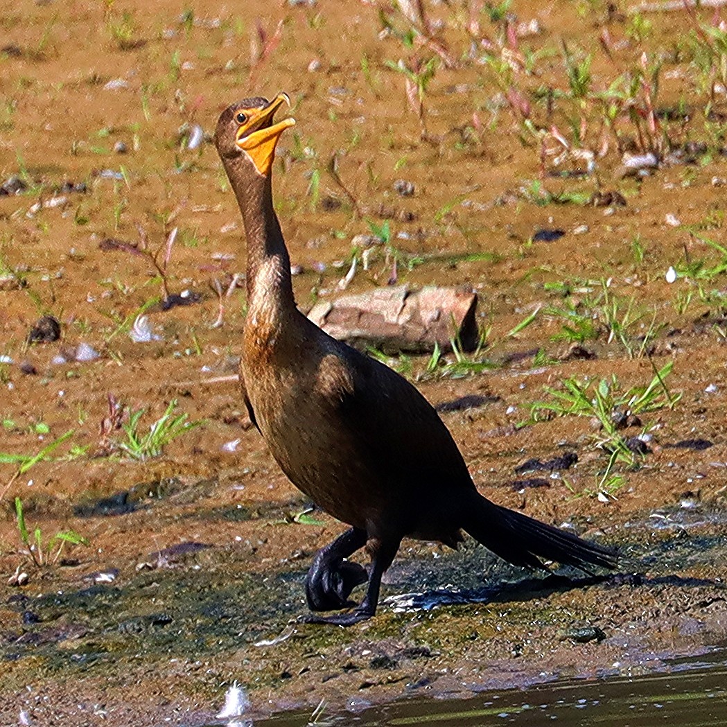 Double-crested Cormorant - ML622947818