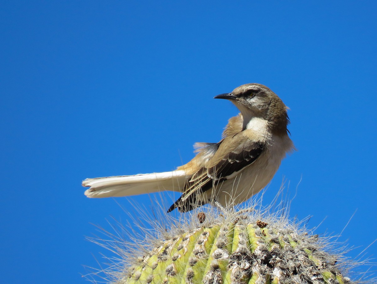 Brown-backed Mockingbird - ML622947825