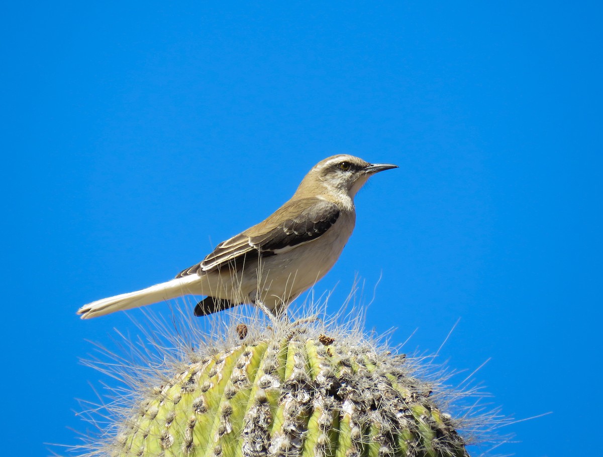 Brown-backed Mockingbird - ML622947828