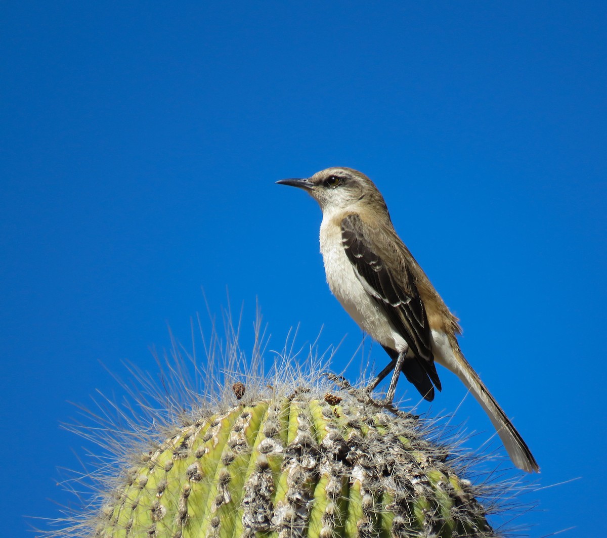 Brown-backed Mockingbird - ML622947829