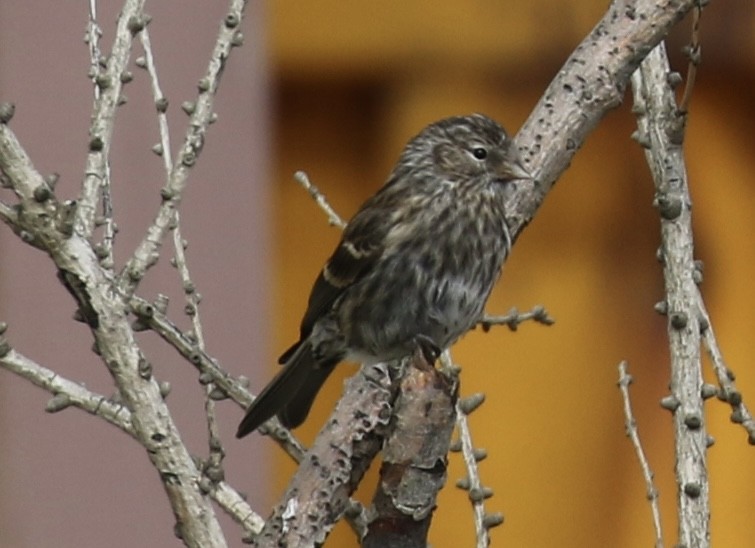 Common Redpoll - ML622947876