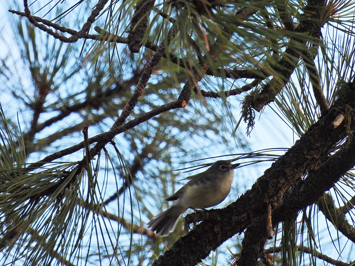 Plumbeous Vireo - ML622947903